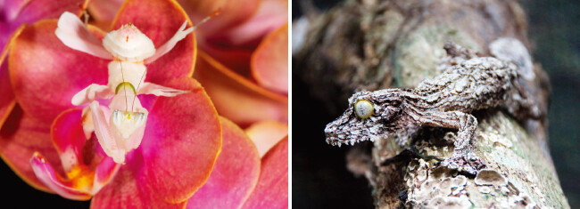난초사마귀(왼쪽)와 마다가스카르 토종 도마뱀. [GETTYIMAGES]