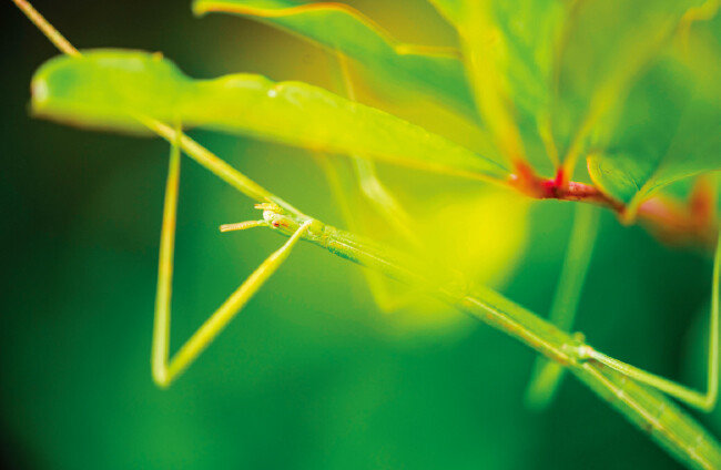 대벌레. [GETTYIMAGES]