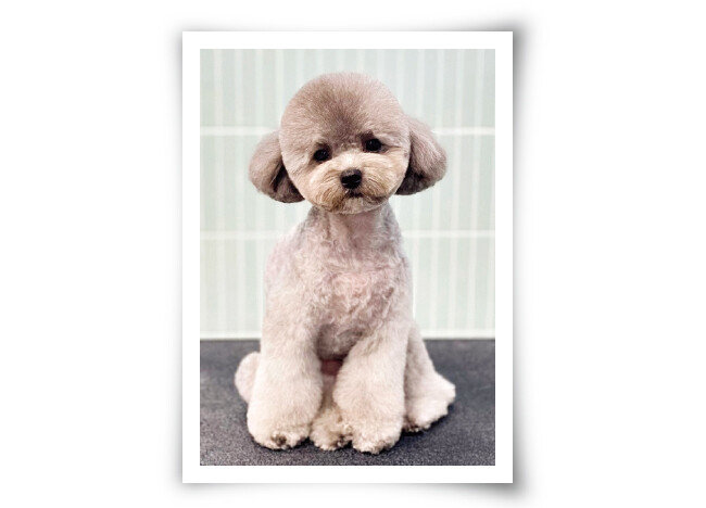 테디베어컷. [GROOMER_BOY 인스타그램]