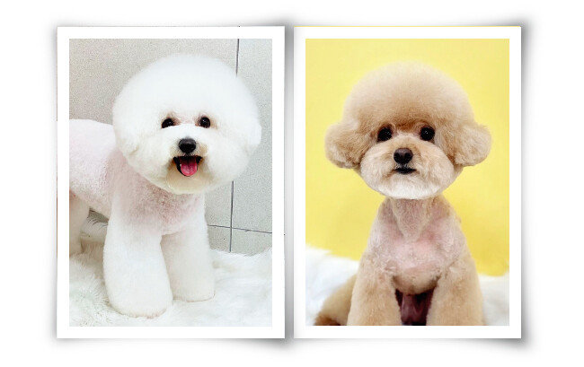 하이바컷(왼쪽). 귀툭튀컷. [MIRACLE_DOG_ 인스타그램 캡처, GROOMER_EUNZZANG 인스타그램 캡처]