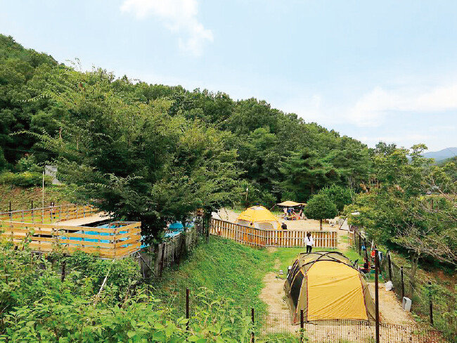 트리독스 애견전용캠핑장. [고캠핑 제공]