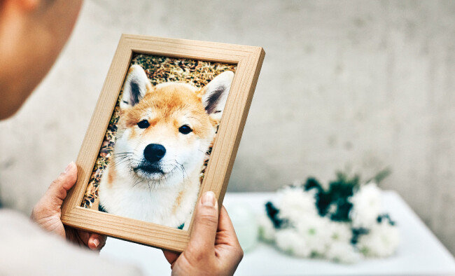 죽은 반려동물을 그냥 버리고 싶지 않은 이가 동물 장례식장을 
주로 찾는다. [GettyImages]