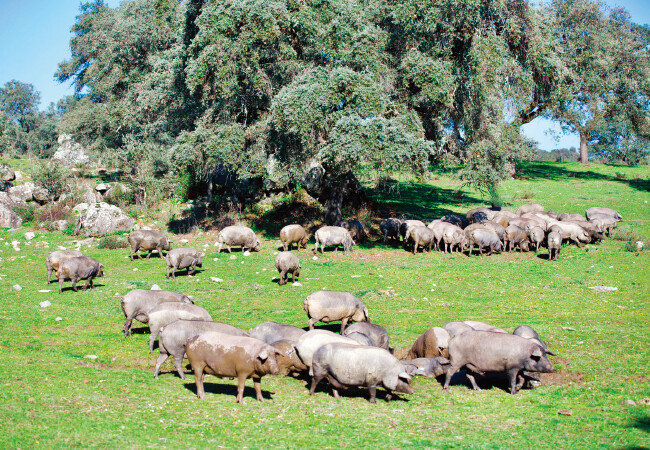 한화가 직접 운영하는 스페인
이베리코 농장. [한화갤러리아 제공]