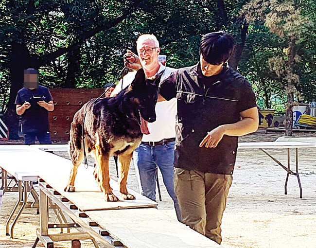 5월 한국애견협회가 실시한 베젠 테스트 모습. [뉴스1]