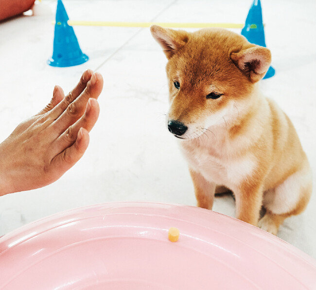 음식 앞에서 흥분하지 않는 연습을 한 반려견은 웬만한 상황에도 마음을 잘 가라앉힐 수 있다. [GETTYIMAGES]
