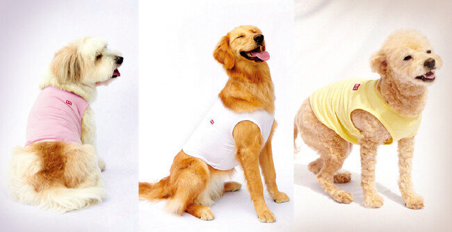 반려견 전용 내의를 선보여 인기를 모으고 있는 BYC. [BYC 제공]