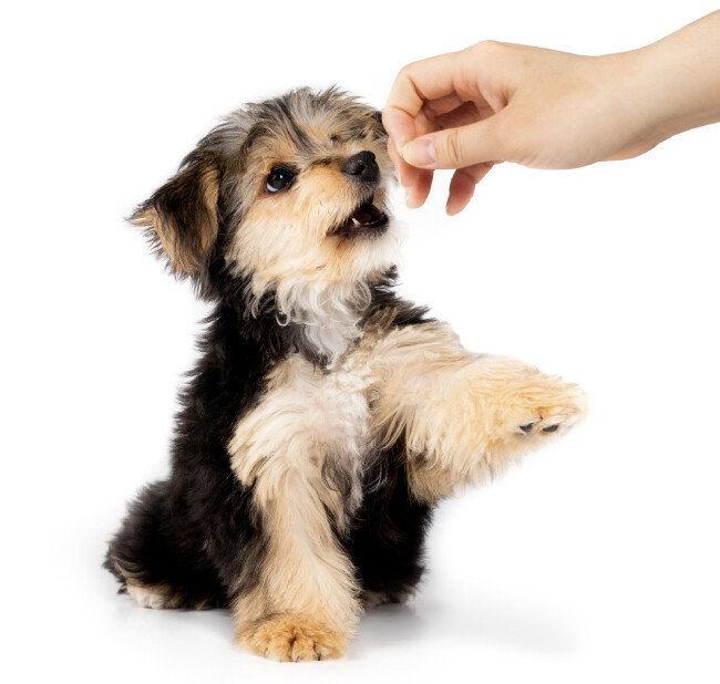반려견에게 아무런 이유 없이 무분별하게 주는 ‘공짜 간식’은 보호자와 반려견 사이 약속을 깨는 결과를 초래한다. [GettyImages]