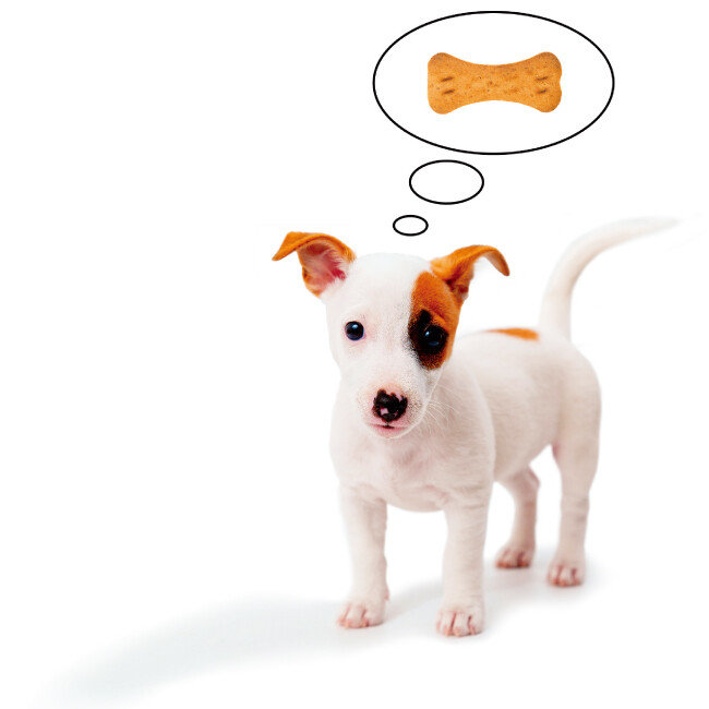 반려견이 생후 7개월 정도 되면 간식을 통해 보상체계와 규칙, 약속을 완성해야 한다. [GettyImages]