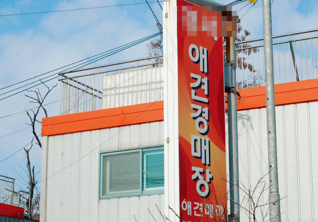 번식장에서 태어난 강아지가 펫숍으로 팔려가는 경매장. [이학범 제공]