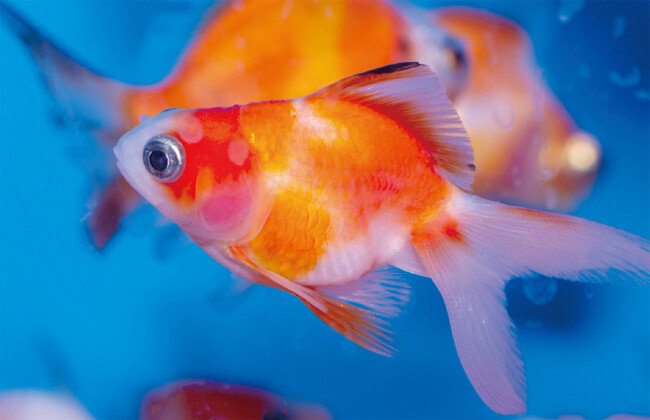 보통 대형어는 일주일 정도, 소형어는 사나흘 정도 금식해도 건강에 큰 문제가 없다. [GETTYIMAGES]