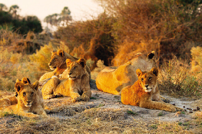포식자들. [넷플릭스 제공]