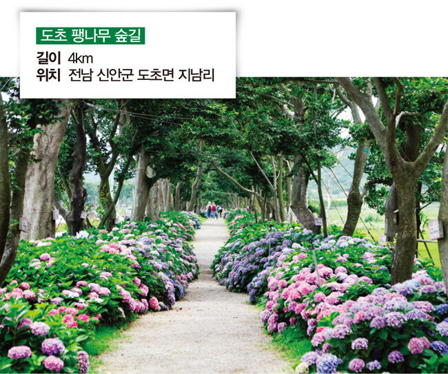 [전남 신안군 제공]