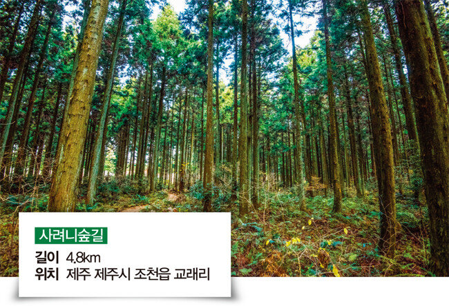 [한국관광공사 사진갤러리-라이브스튜디오 제공]