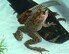 절단된 팔다리 재생 가능할까?…절단된 개구리 다리 재생 성공