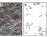 “익룡, 모여 살았다” 화순서 350개 발자국 화석 세계 첫 발견