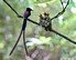 세상에서 가장 아름다운 새, ‘삼광조(三光鳥)’를 아십니까?[청계천 옆 사진관]
