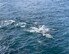 울산 고래바다여행선, 참돌고래떼 1000여마리 발견