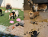 똥 범벅에 사체까지…불법 펫숍에 방치된 개·고양이 40여 마리 발견