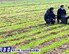 ‘식량난’ 북한의 딜레마…지력 훼손 막기 위한 ‘유기 농법’ 장려