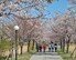 ‘너무 빨라도 걱정’…‘4월 벚꽃 축제’ 준비하던 지자체들 ‘당황’