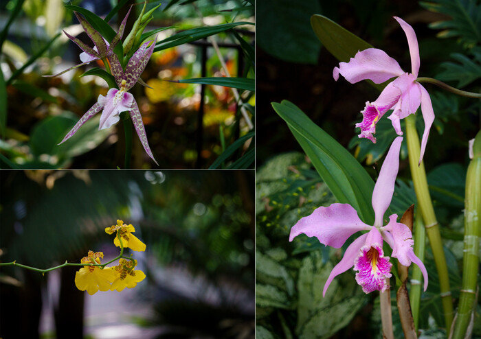 난초과 브라토니아 찰스 엠 피치 '이즈미', 카틀레야 막시마, 온시디움 '골드스타'(왼쪽부터)
