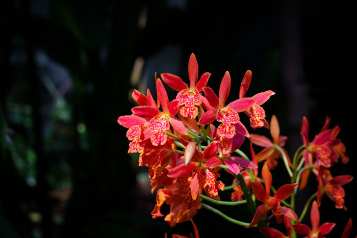 난초과 에피카단테 볼케이노 트릭'오렌지딜라이트'