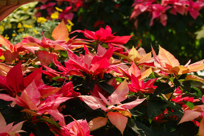 국립원예특작과학원에서 품종을 개발하고 재배한 국내산 포인세티아를 전시하고 있다.