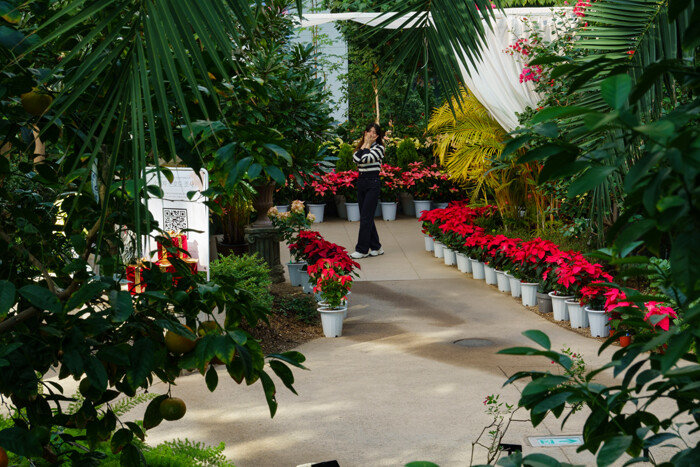 크리스마스를 화려하게 장식하는 대표 식물인 포인세티아의 꽃말은 ‘축복’