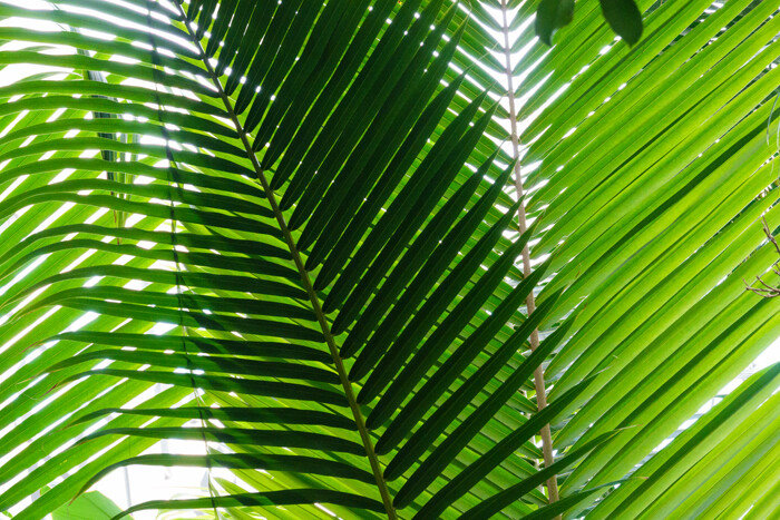 아레카야자의 녹색이 싱그럽다.