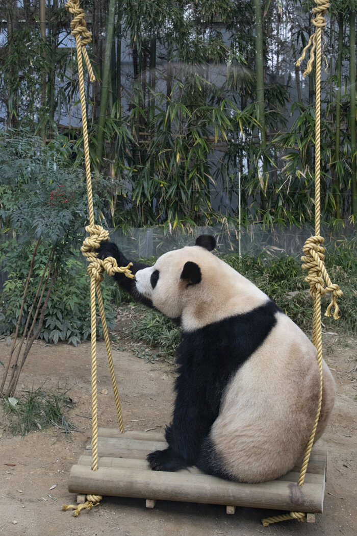 식사를 마치고 그네를 타고 노는 푸바오