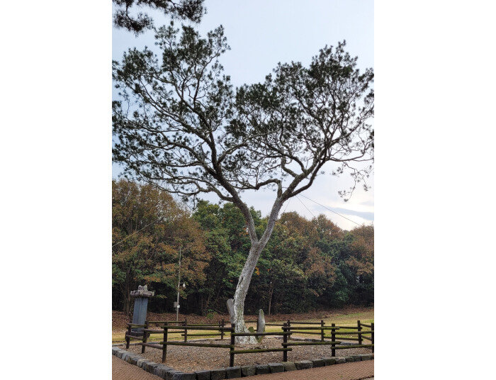 추사가 심은 백송. [이광표]