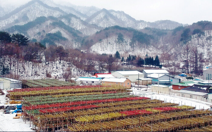 눈 속에 펼쳐진 황태덕장