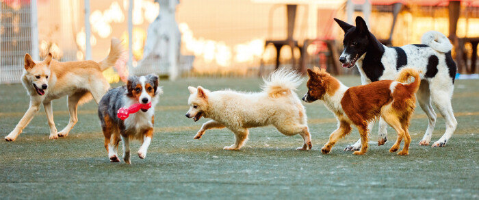 노령견은 반려견 놀이터에서 몸집이 크고 힘이 센 강아지들과 어울려 노는 것이 힘들 수 있다. [GettyImages]
