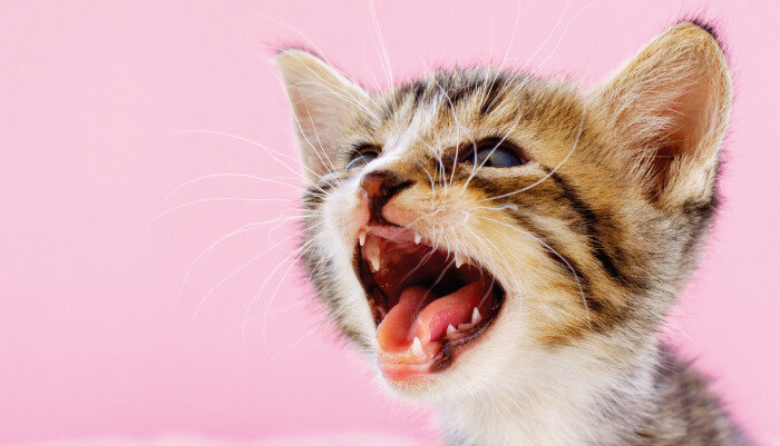 반려묘는 울음소리로 자신의 의사를 전달한다. [GettyImages]