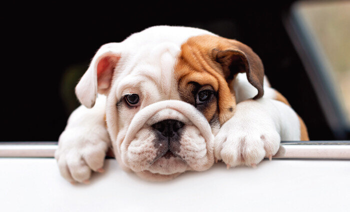 아무런 고정장치 없이 반려견을 자동차에 태우는 행위는 ‘만취 상태의 음주운전’만큼 위험하다. [GettyImages]