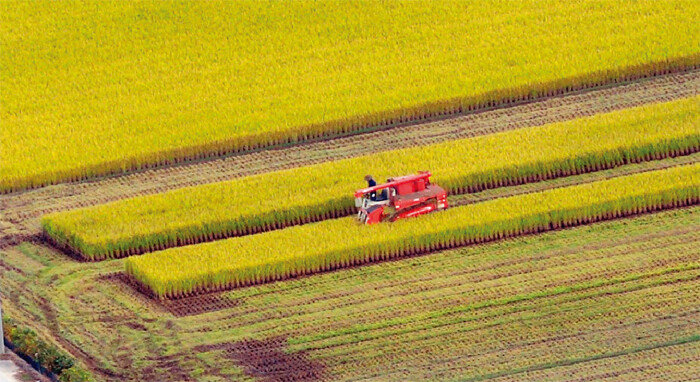 논에서 농민이 콤바인을 사용해 추수를 하고 있다. [뉴시스]
