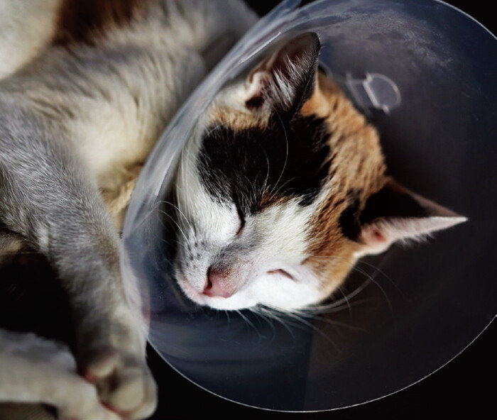 중성화 수술 후에는 반려묘에 넥칼라를 씌워 수술 부위를 핥지 못하게 해야 한다. [GETTYIMAGES]
