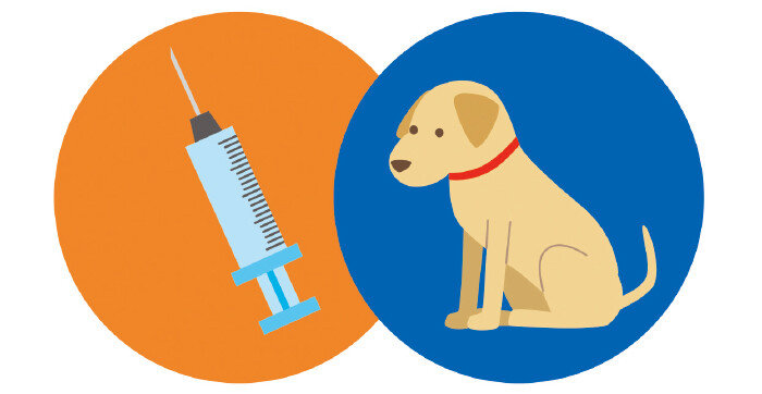 1형 당뇨를 앓는 반려동물은 하루 2번 인슐린 주사를 맞아야 한다. [GettyImages]