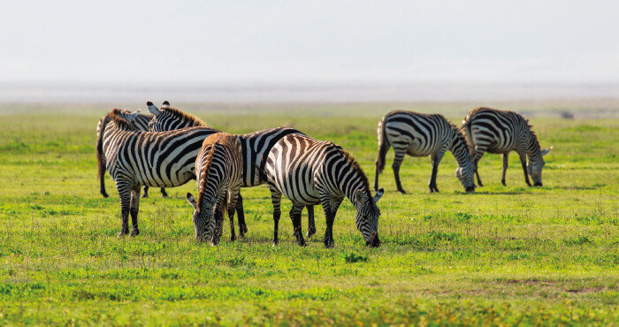 ‘야생동물의 보고’로 불리는 응고롱고로는 세계 8대 불가사의 가운데 하나로 꼽힌다. [GettyImages]