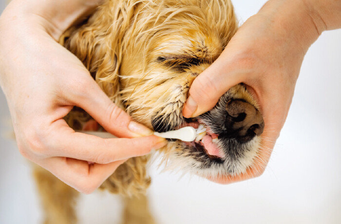 반려동물은 되도록 매일, 적어도 일주일에 한 번은 양치질을 해줘야 한다. [GettyImages]