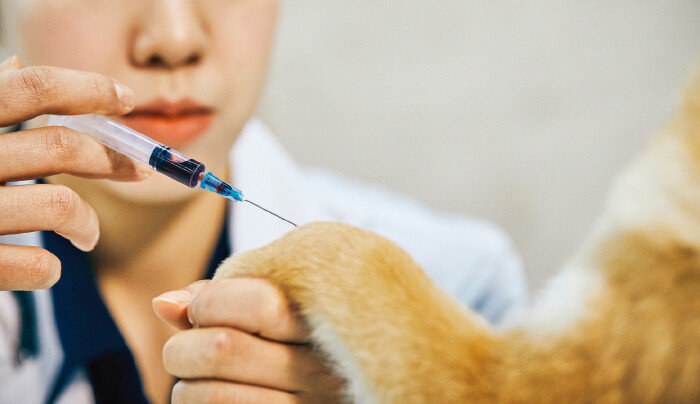 반려동물 건강검진에는 혈액검사가 포함된다. [GettyImages]