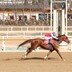 ‘빈체로카발로’ 2년 연속 스프린터 시리즈 삼관마 오를까