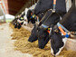 수입 유제품에 속수무책 한국 낙농업, ‘우유 식량안보’ 경각심 가질 때