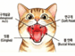 고양이 만성구내염, 방치하면 치아 다 뽑을 수도