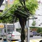 [고양이 눈]아낌없이 주는 나무