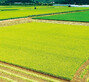 “양곡관리법·농안법 개정되면 밥상 물가 치솟고 농업 망한다”