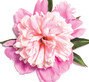 New Blooming Scents