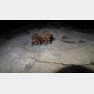 치악산에서 발견된 멸종위기 야생생물 2급 토끼박쥐.