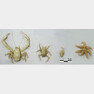 극지연구소 연구팀은 이번 중앙해령 탐사에서 열수 생명체인 키와 게(사진 왼쪽부터 3개)와 일곱다리 불가사리(맨 오른쪽)를 새로 발견했다. 극지연구소 제공