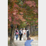 21일 오후 깊어가는 가을을 즐기기 위해 남이섬을 찾은 관광객들이 단풍숲을 거닐며 가을을 느끼고 있다. 원대연 기자 yeon72@donga.com